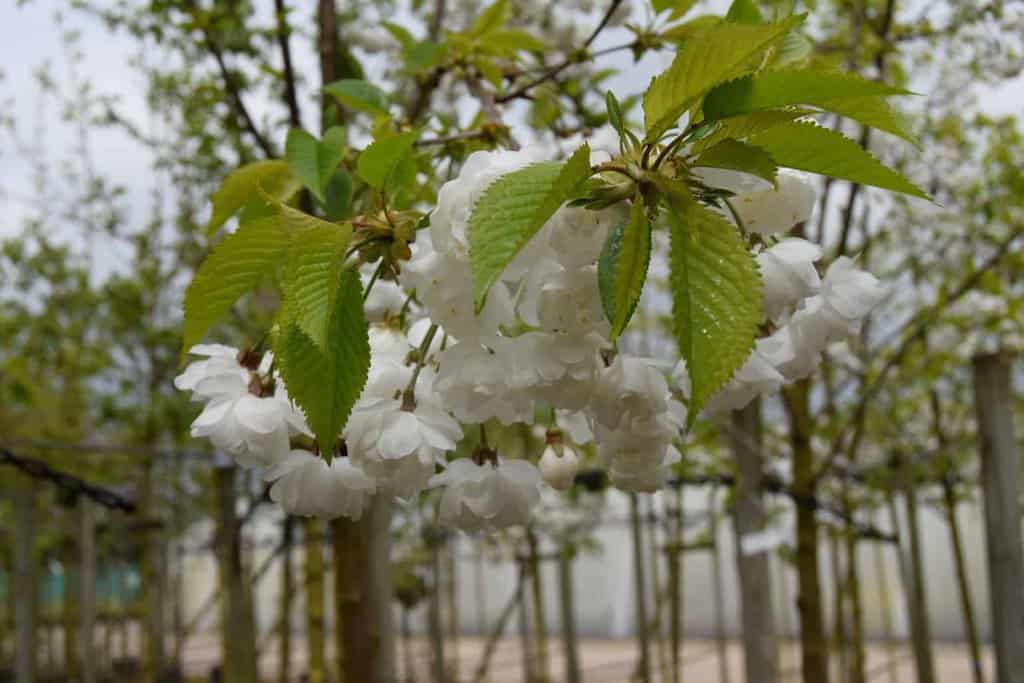 Prunus avium 'Plena' 6-8 LS